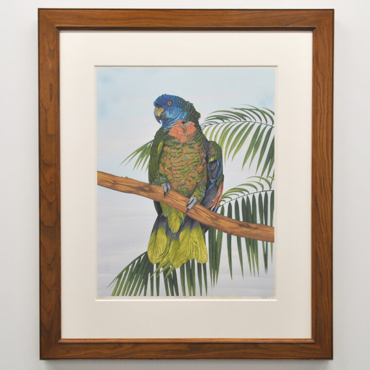St. Lucia Parrot print