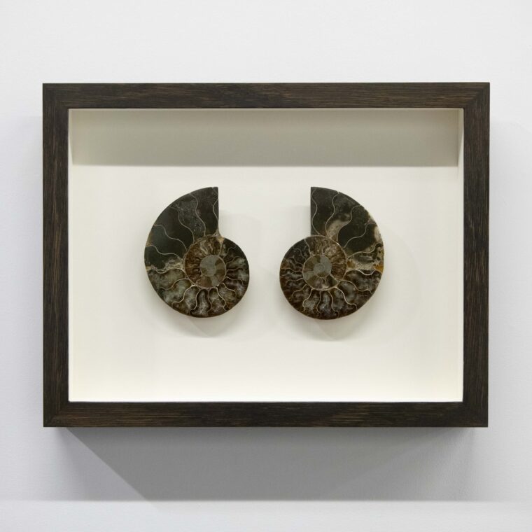 Ammonite Fossils